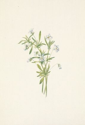 Red-helmet Pedicularis bracteosa