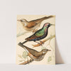 Fieldfare, Starling, Redwing by W. A . Blakston