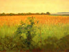 Fields