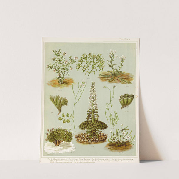 Fig. 1 Cardamine hirsuta. Fig 2. Braya novae zelandie. Fig 3. Lepidium incisum. Fig 4. Notothalspi rosulatum Plate 6 by Sarah Featon