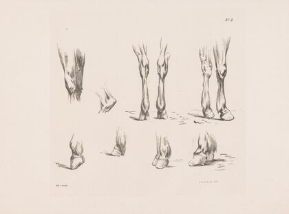 Acht studies van paardenbenen en -hoeven (1835) — size preview