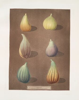 Fig varities (White Hanover, White Marseiles, Brown Naples or Italian, Purple, Green Ischia and the Brunswick). (1812) — size preview