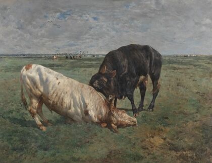 Fight between two young bulls