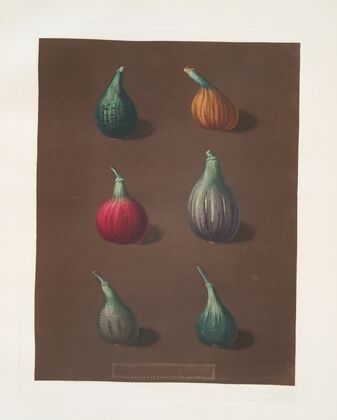 Figs (Green Ischia, Red Turkey, Turkey, Brown Malta and the Black Ischia varities). (1812) — size preview