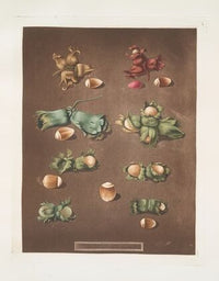 Filberts and Nuts (scarlet, white, Barcelona, English cob and brown hazle) (1812)