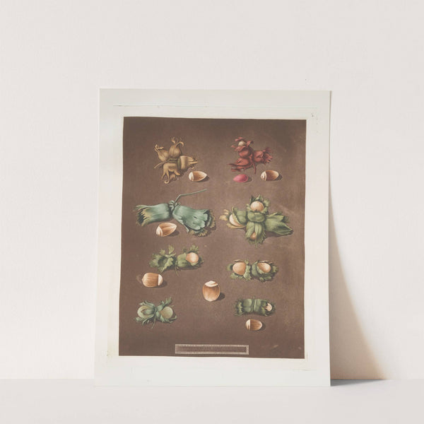 Filberts and Nuts (scarlet, white, Barcelona, English cob and brown hazle) (1812) by George Brookshaw