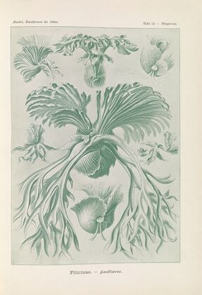 Filicinae. – Laubfarne.