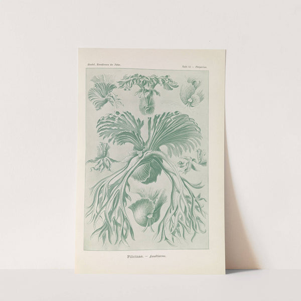 Filicinae. - Laubfarne. by Ernst Haeckel