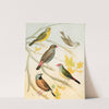 Finches And Australian Waxbill by W. A . Blakston
