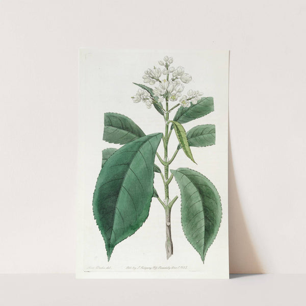 Fine-toothed Palebloom by Sydenham Edwards