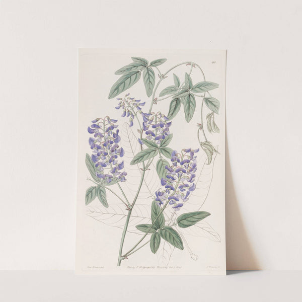 Finger-leaved Hardenbergia by Sydenham Edwards