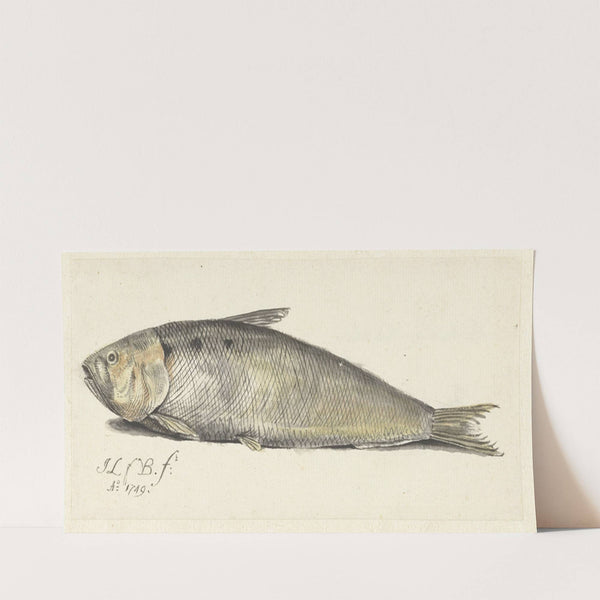 Fint (1749) by Johannes le Francq van Berkhey