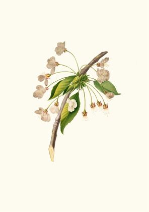 Fiore di Ciliegio Grafione. [Fiore del ciliegio proprio ; Cherry plum flower ; Mirabolano]