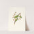 Fiore di Ciliegio Grafione. [Fiore del ciliegio proprio ; Cherry plum flower ; Mirabolano] by Giorgio Gallesio