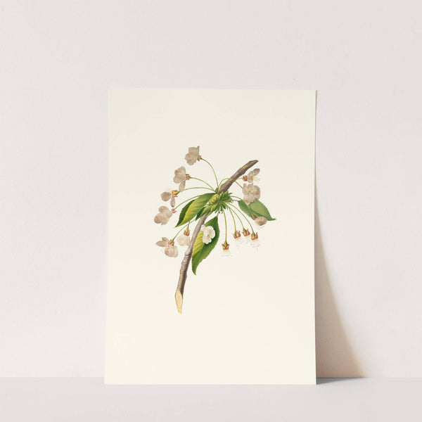 Fiore di Ciliegio Grafione. [Fiore del ciliegio proprio ; Cherry plum flower ; Mirabolano] by Giorgio Gallesio