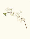 Fiore di Ciliegio Visciolino, o Amareno. [Amarena cherry flower]