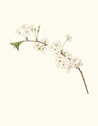 Fiore di Ciliegio Visciolino, o Amareno. [Amarena cherry flower]