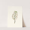 Fiore di Giliegio Visciolo. [Pear tree flowers] by Giorgio Gallesio