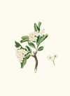 Fiore di Lazzerolo. [Hawthorn flower]
