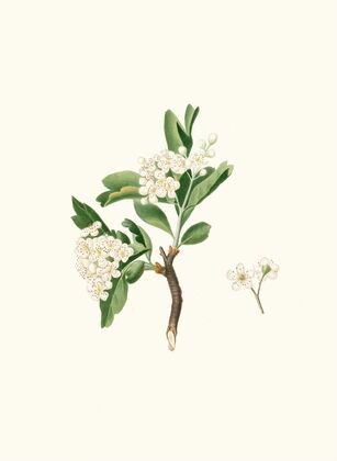 Fiore di Lazzerolo. [Hawthorn flower]