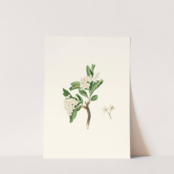 Fiore di Lazzerolo. [Hawthorn flower] by Giorgio Gallesio