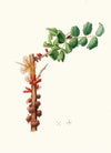 Fiore maschio di Carobbo. [Carob flower]