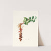 Fiore maschio di Carobbo. [Carob flower] by Giorgio Gallesio
