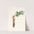 Fiore maschio di Carobbo. [Carob flower] by Giorgio Gallesio