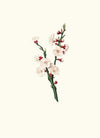 Fiori di Albicocco. [Apricot flower]