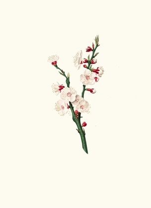 Fiori di Albicocco. [Apricot flower]