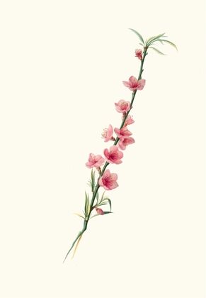 Fiori di Pesco magni-petali a corolla porporina.