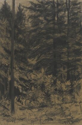 Fir trees