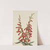Fire Pentstemon (Pentstemon eatonii) (1927) by Mary Vaux Walcott