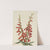 Fire Pentstemon (Pentstemon eatonii) (1927) by Mary Vaux Walcott