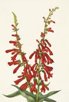 Redstem Saxifrage. Saxifraga lyallii
