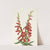 Fire Pentstemon. Pentstemon eatonii (1925) by Mary Vaux Walcott