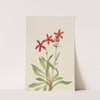 Fire Pink (Silene virginica) (1932) by Mary Vaux Walcott
