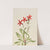 Fire Pink (Silene virginica) (1932) by Mary Vaux Walcott