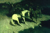 Fired On (1907)
