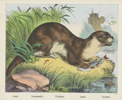 Fischotter (1829-1880)