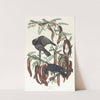 Fish crow by John James Audubon