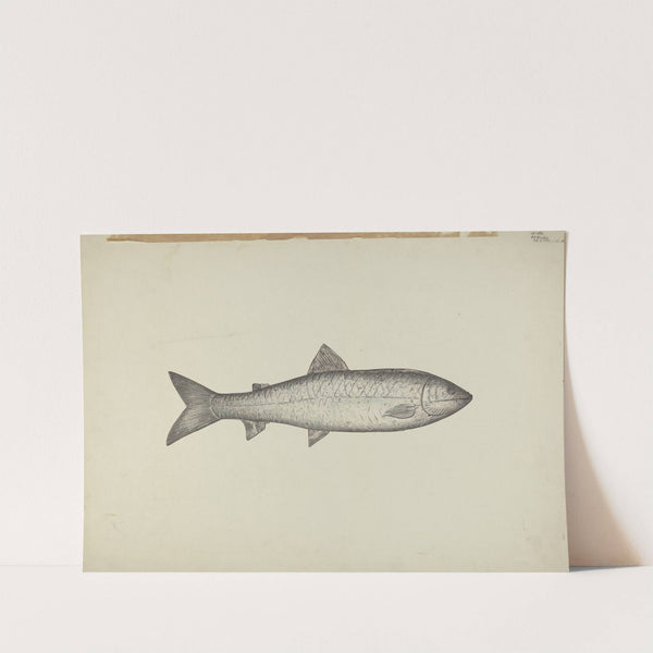 Fish Shop Sign by Henry Murphy