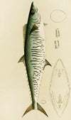Fishes I