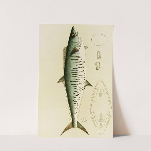 Fishes I by Frederick McCoy
