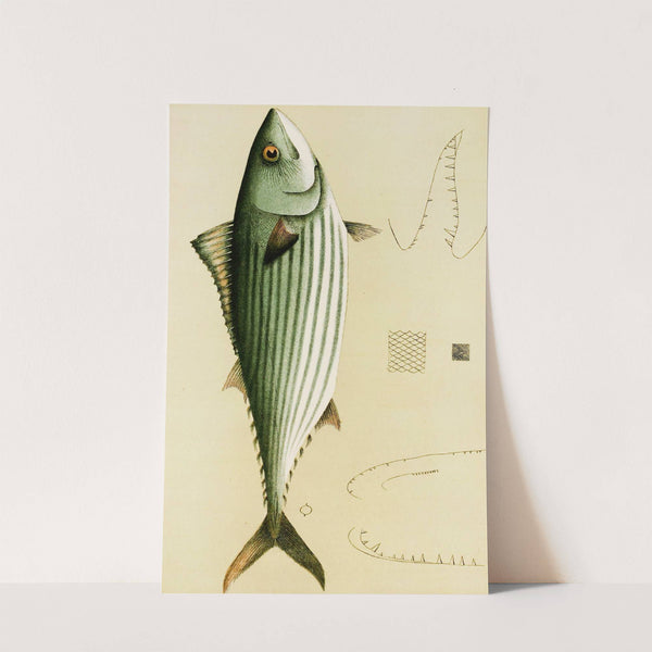 Fishes II by Frederick McCoy