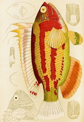 Fishes III