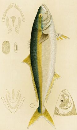 Fishes IV
