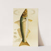 Fishes VII by Frederick McCoy