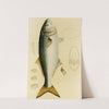 Fishes VIII by Frederick McCoy