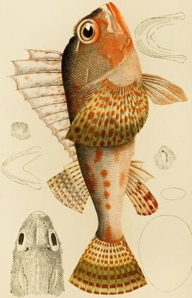 Fishes XI